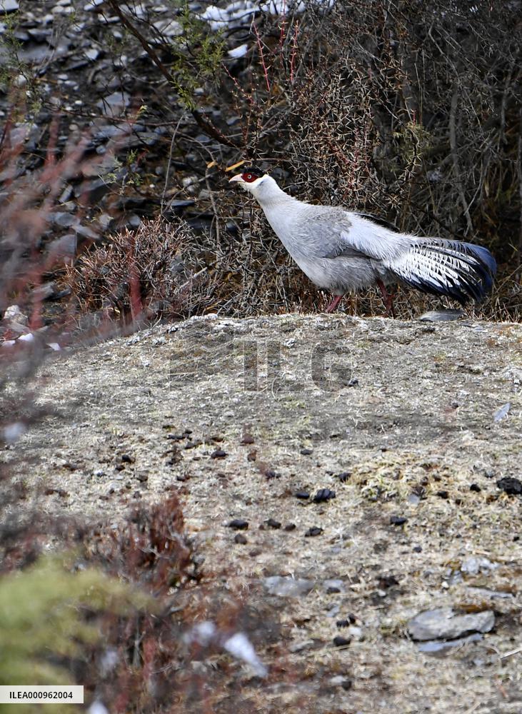 CHINA-TIBET-NAGQU-WHITE EARED PHEASANT (CN)