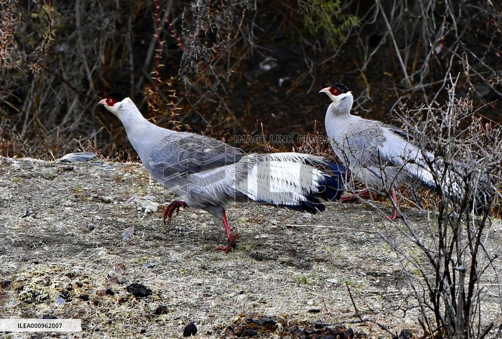 CHINA-TIBET-NAGQU-WHITE EARED PHEASANT (CN)