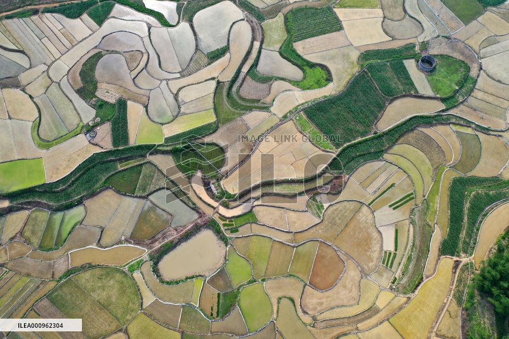 CHINA-GUANGXI-DONGLAN-PADDY FIELD (CN)