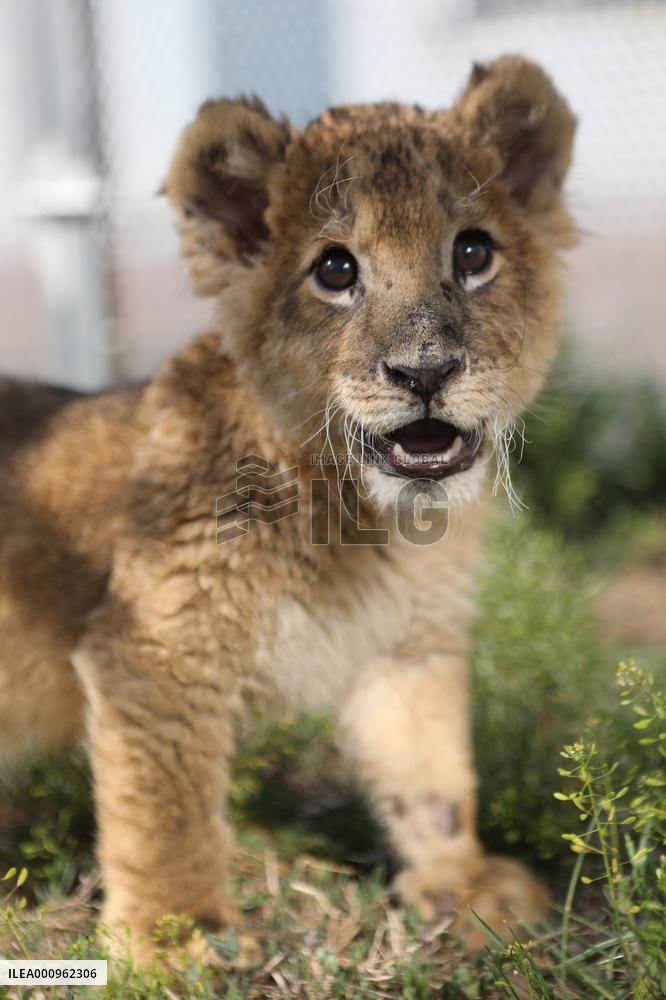 CHINA-LIAONING-SHENYANG-LION CUB (CN)
