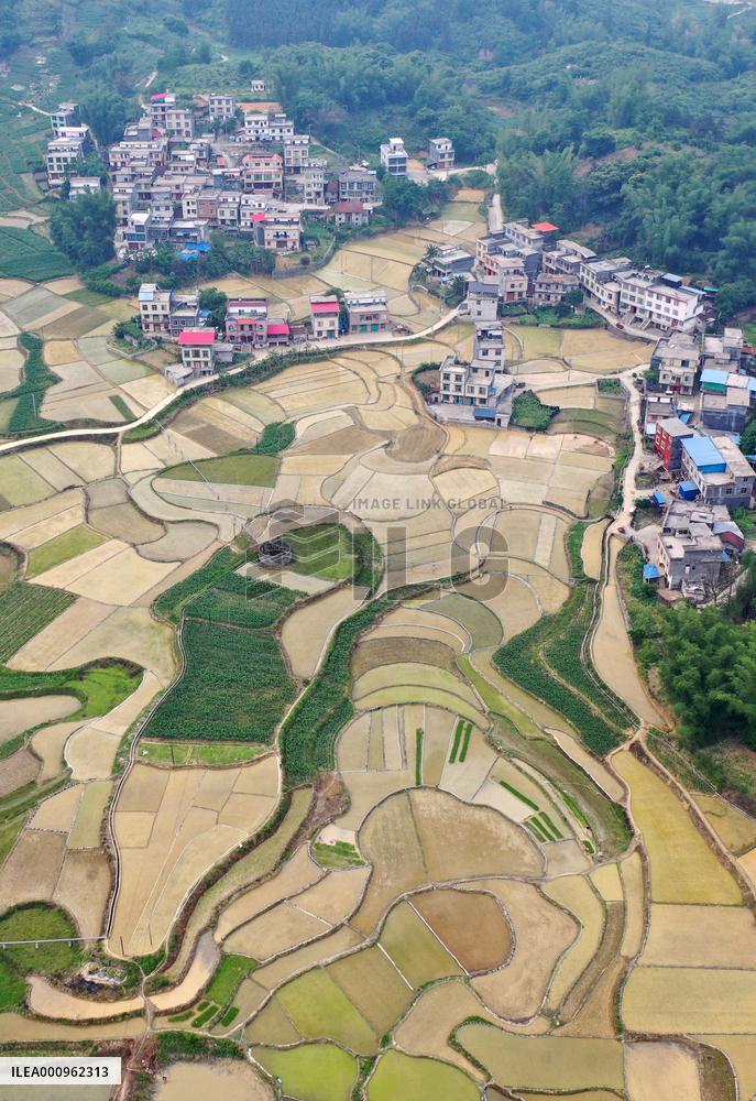 CHINA-GUANGXI-DONGLAN-PADDY FIELD (CN)