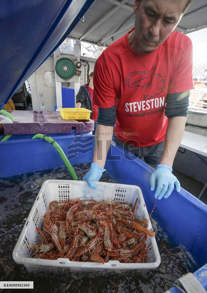 CANADA-BRITISH COLUMBIA-RICHMOND-SPOT PRAWN SEASON