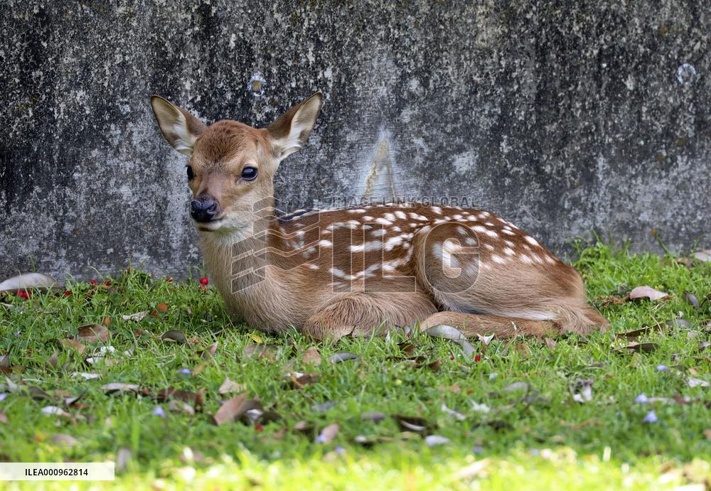 Baby deer at Nara Park