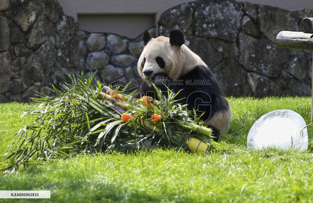 Giant panda gets Mother's Day gift