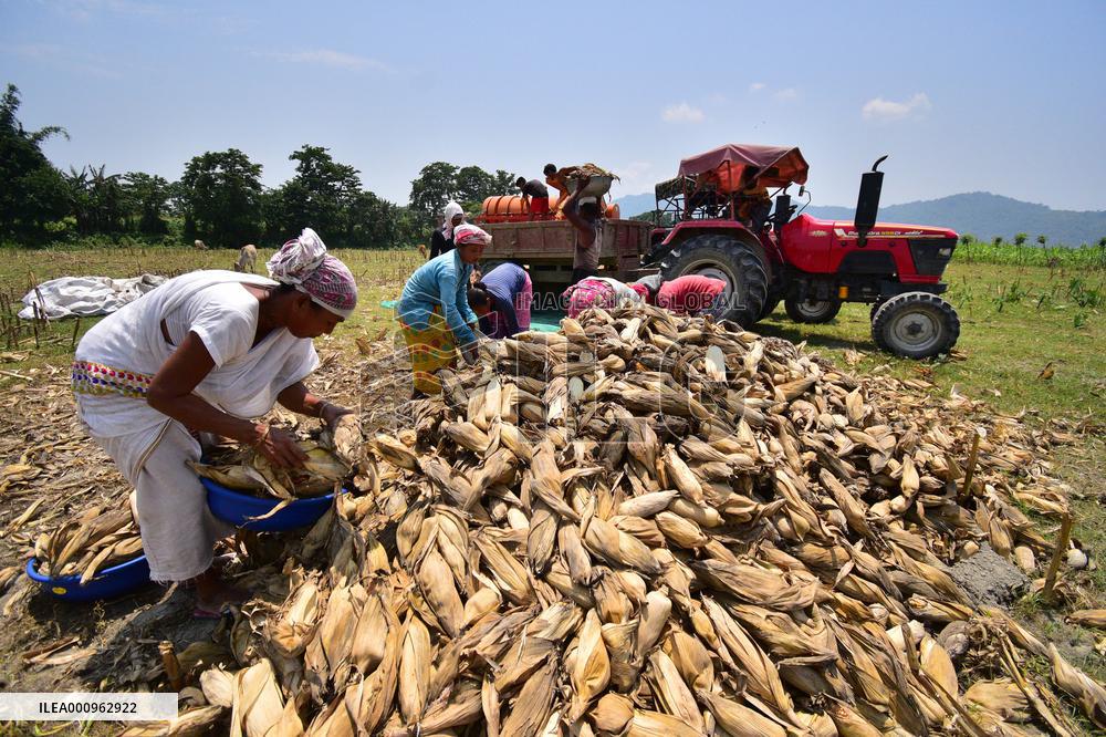 INDIA-ASSAM-MORIGAON-MAIZE-HARVEST