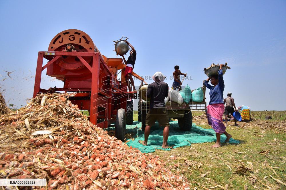 INDIA-ASSAM-MORIGAON-MAIZE-HARVEST