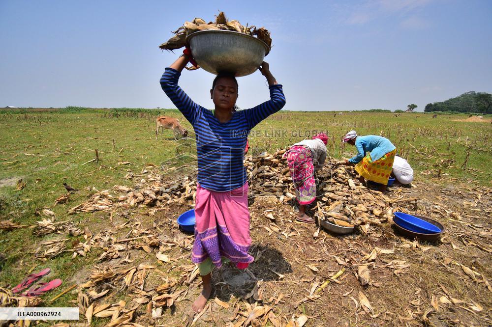 INDIA-ASSAM-MORIGAON-MAIZE-HARVEST