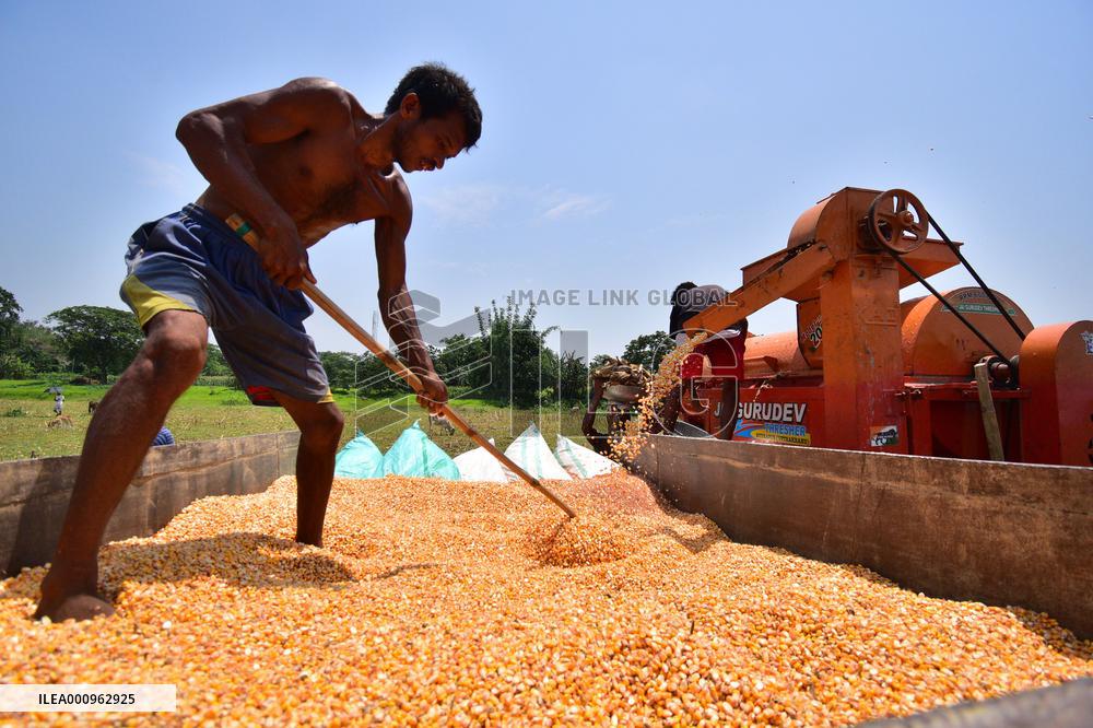 INDIA-ASSAM-MORIGAON-MAIZE-HARVEST