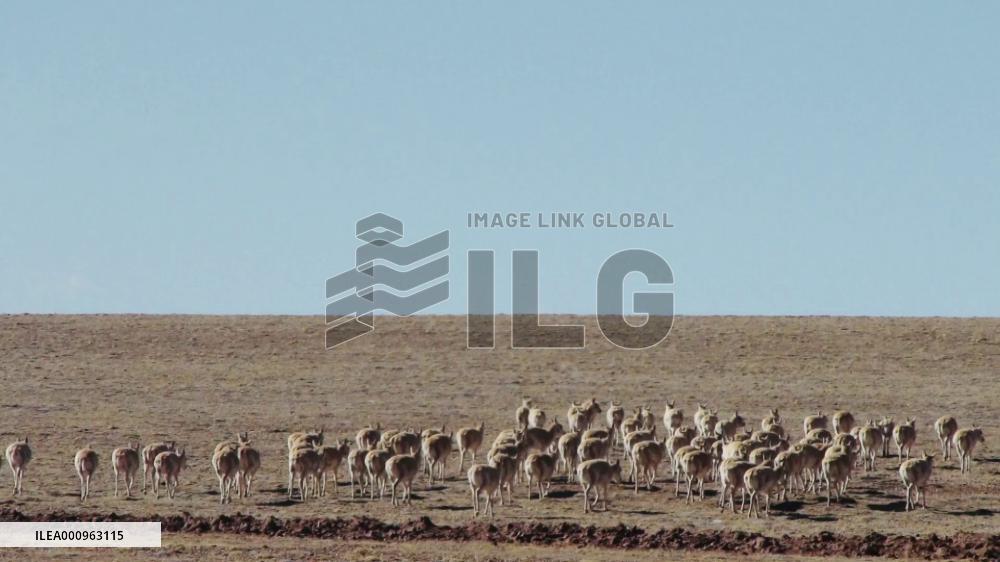 Tibetan antelopes start annual migration to give birth