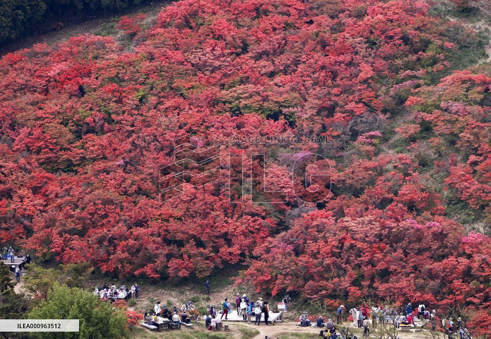 Azalea flowers on western Japan mountain