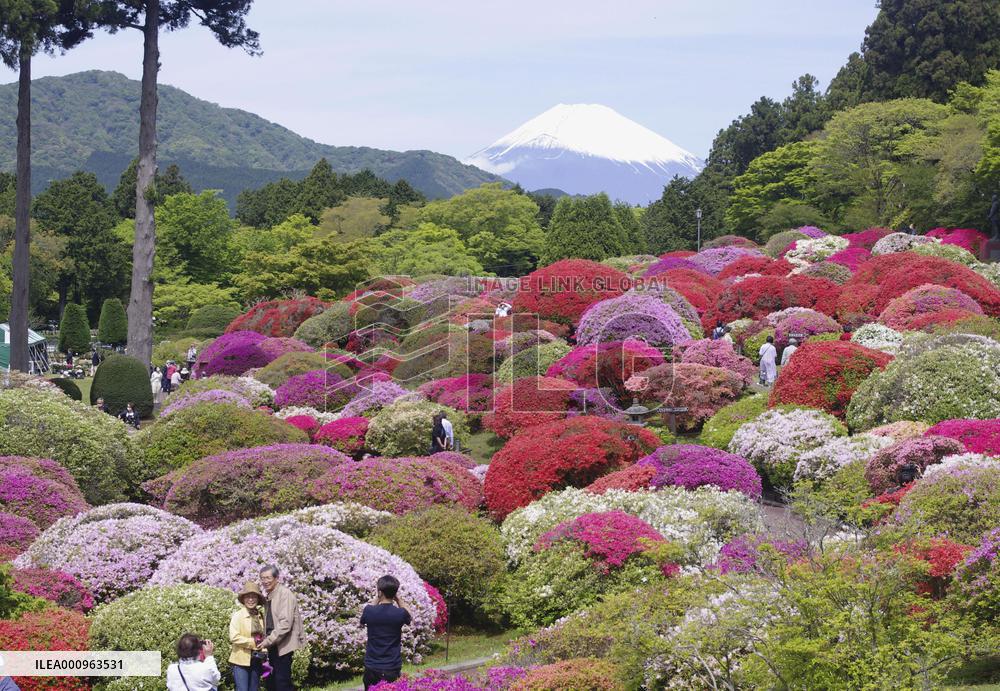 Azalea flowers in full bloom in Hakone