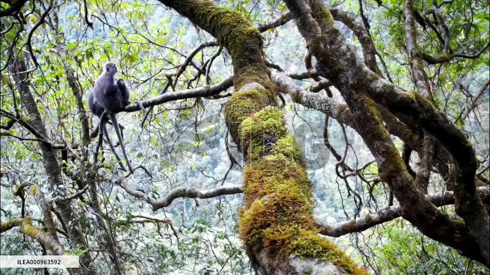 Rare leaf monkeys spotted in China's Yunnan