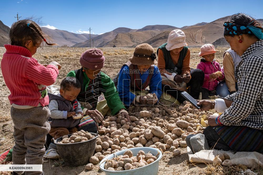 CHINA-TIBET-TINGRI-SPRING-FARMING (CN)