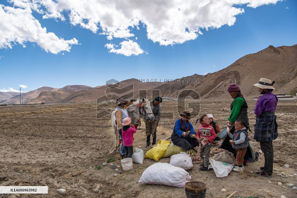 CHINA-TIBET-TINGRI-SPRING-FARMING (CN)