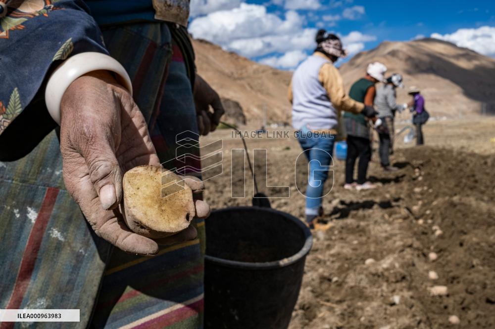 CHINA-TIBET-TINGRI-SPRING-FARMING (CN)