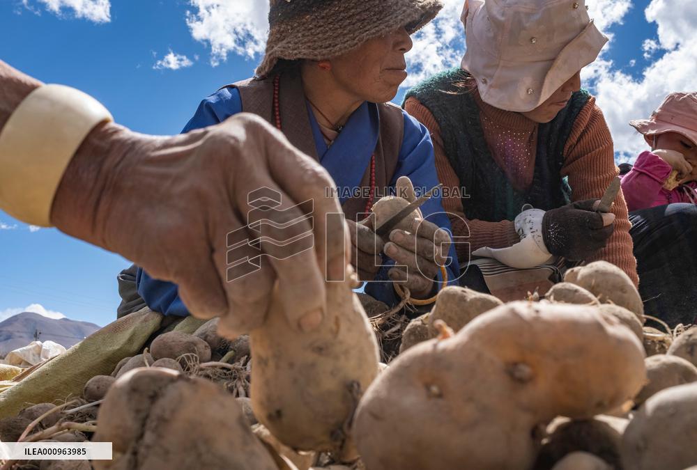 CHINA-TIBET-TINGRI-SPRING-FARMING (CN)