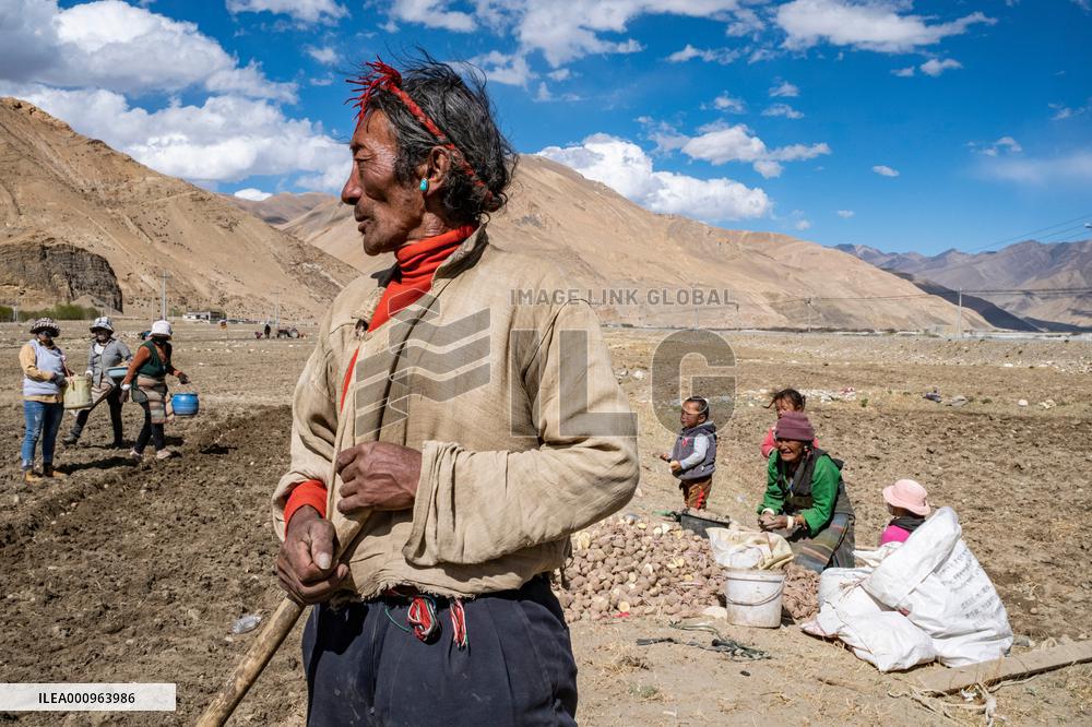CHINA-TIBET-TINGRI-SPRING-FARMING (CN)