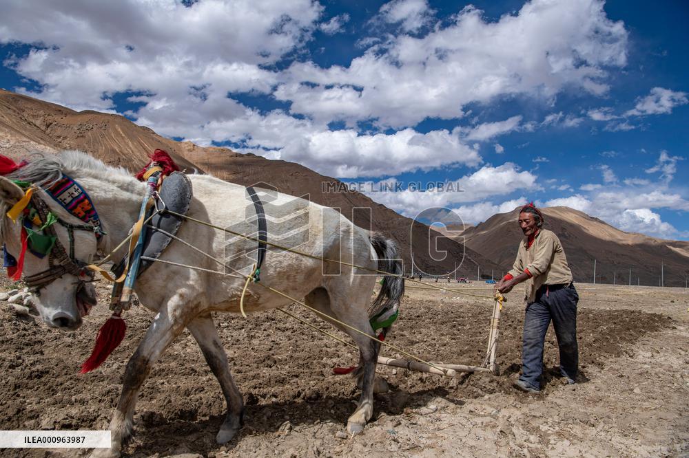 CHINA-TIBET-TINGRI-SPRING-FARMING (CN)