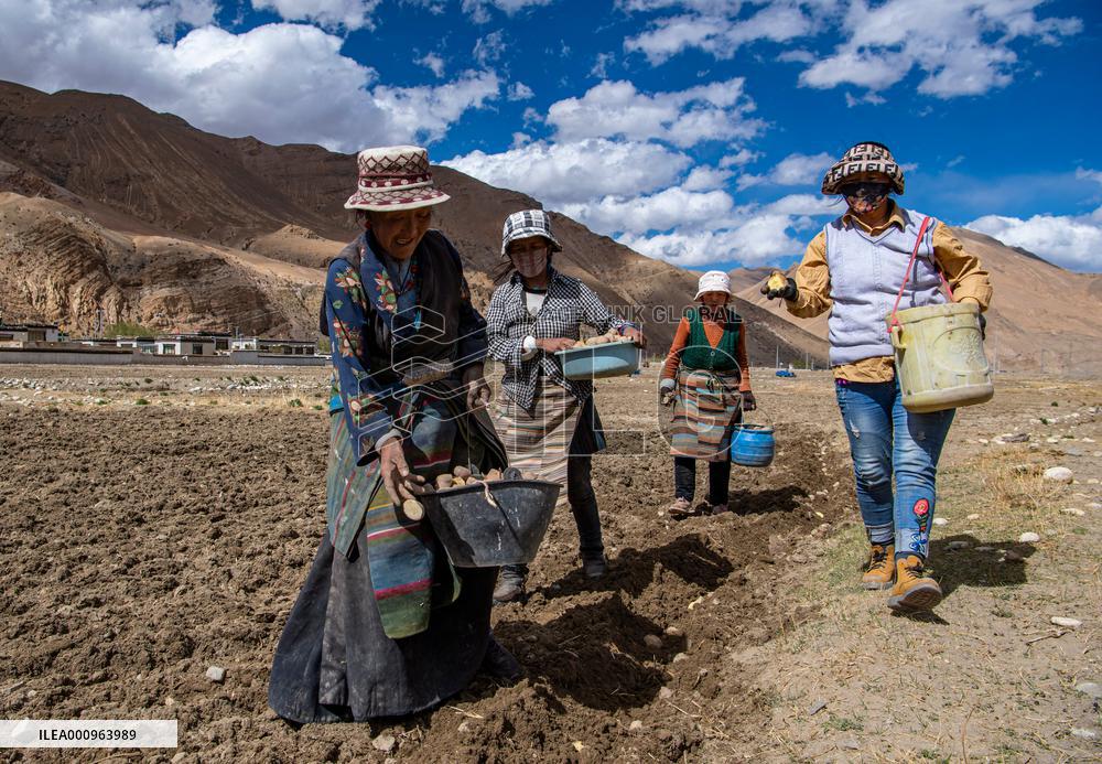 CHINA-TIBET-TINGRI-SPRING-FARMING (CN)