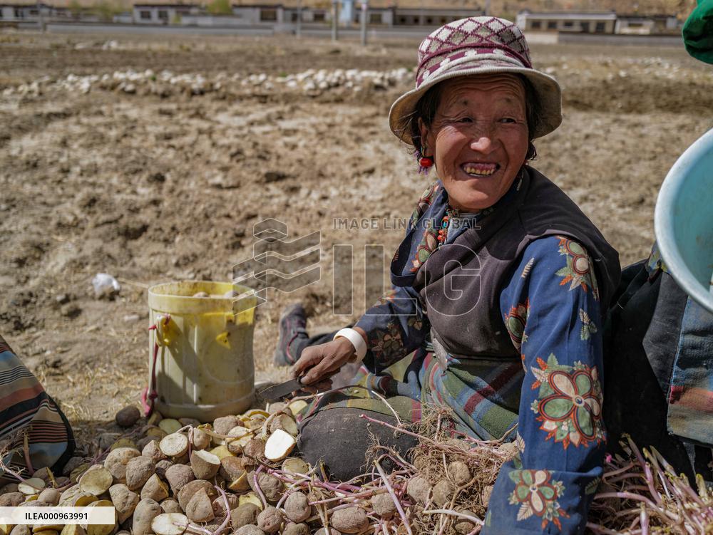 CHINA-TIBET-TINGRI-SPRING-FARMING (CN)