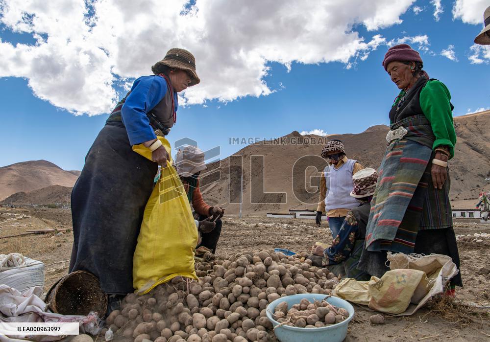 CHINA-TIBET-TINGRI-SPRING-FARMING (CN)