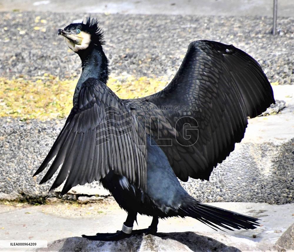 Great cormorant at Osaka zoo