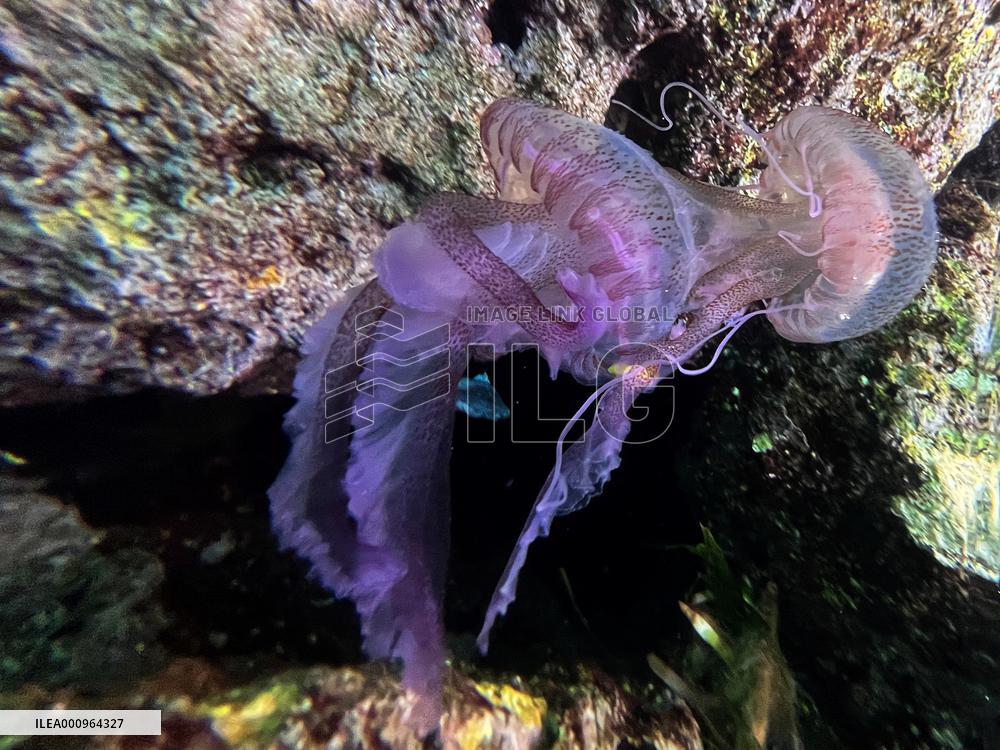 MALTA-GHAR LAPSI-JELLYFISH