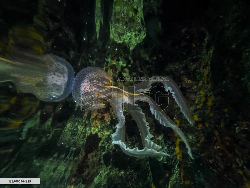 MALTA-GHAR LAPSI-JELLYFISH