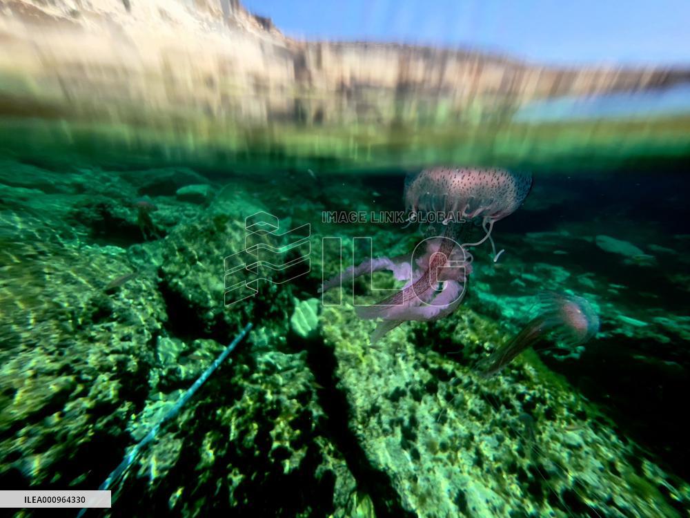 MALTA-GHAR LAPSI-JELLYFISH
