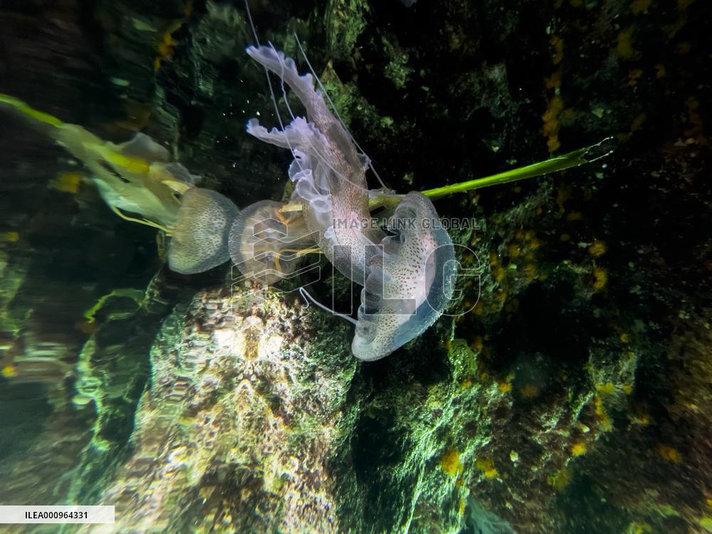 MALTA-GHAR LAPSI-JELLYFISH