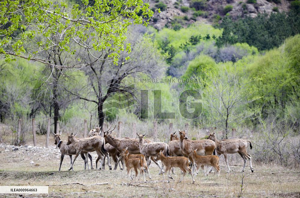 #CHINA-INNER MONGOLIA-HOHHOT-ELK-RELEASE (CN)