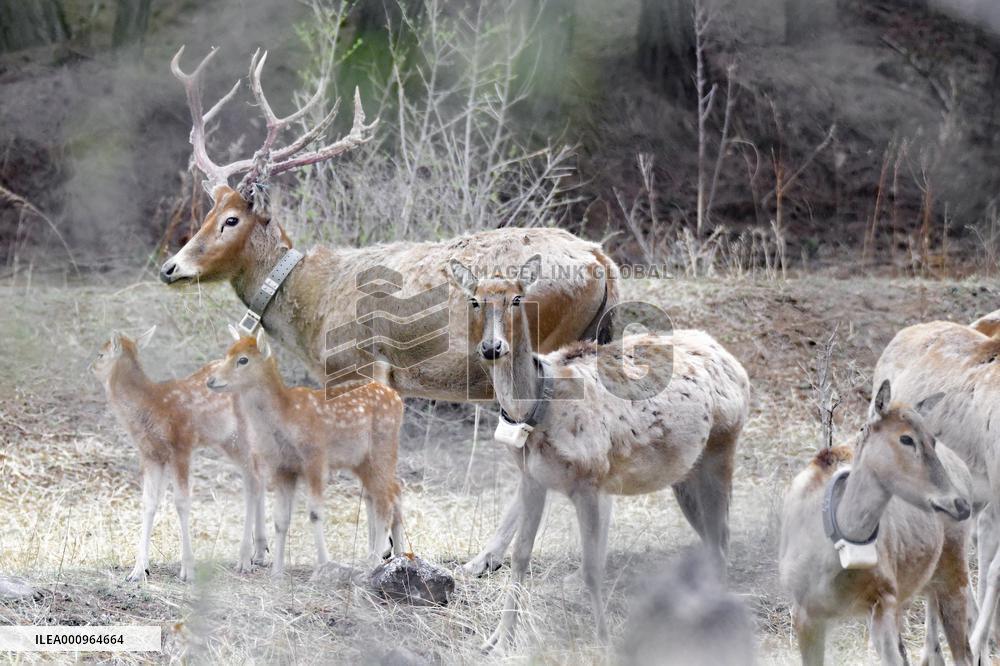 #CHINA-INNER MONGOLIA-HOHHOT-ELK-RELEASE (CN)