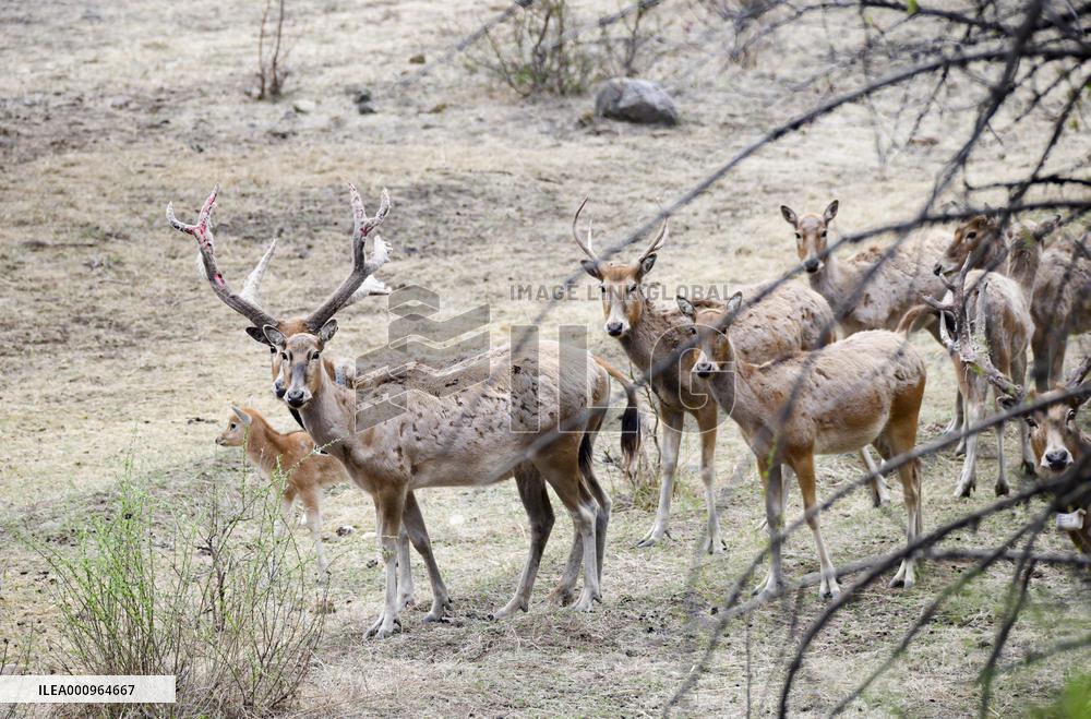 #CHINA-INNER MONGOLIA-HOHHOT-ELK-RELEASE (CN)