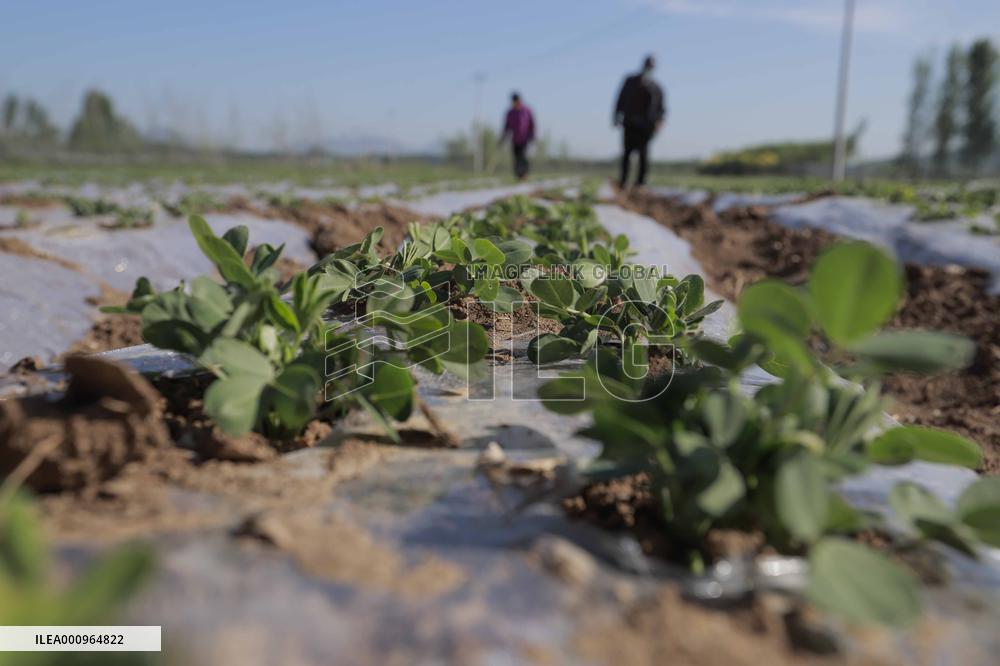 #CHINA-SUMMER-FARMING (CN)