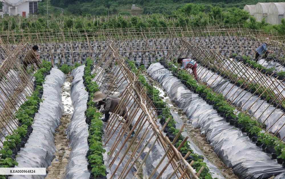 #CHINA-SUMMER-FARMING (CN)