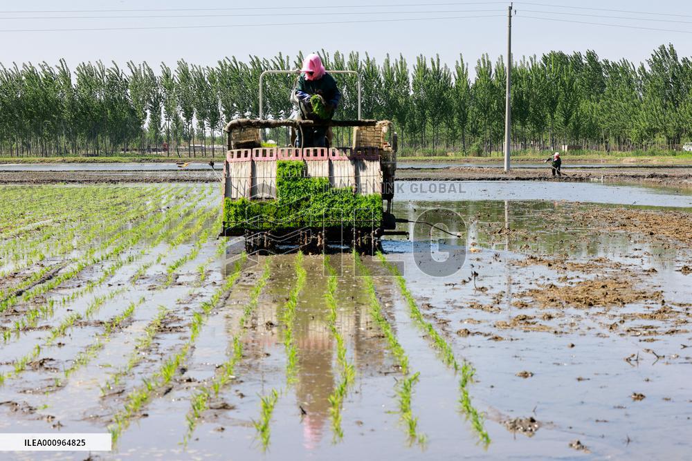 #CHINA-SUMMER-FARMING (CN)