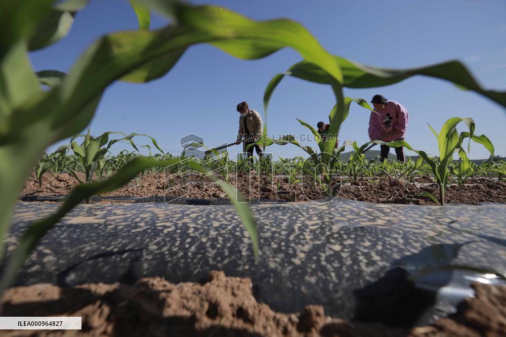 #CHINA-SUMMER-FARMING (CN)