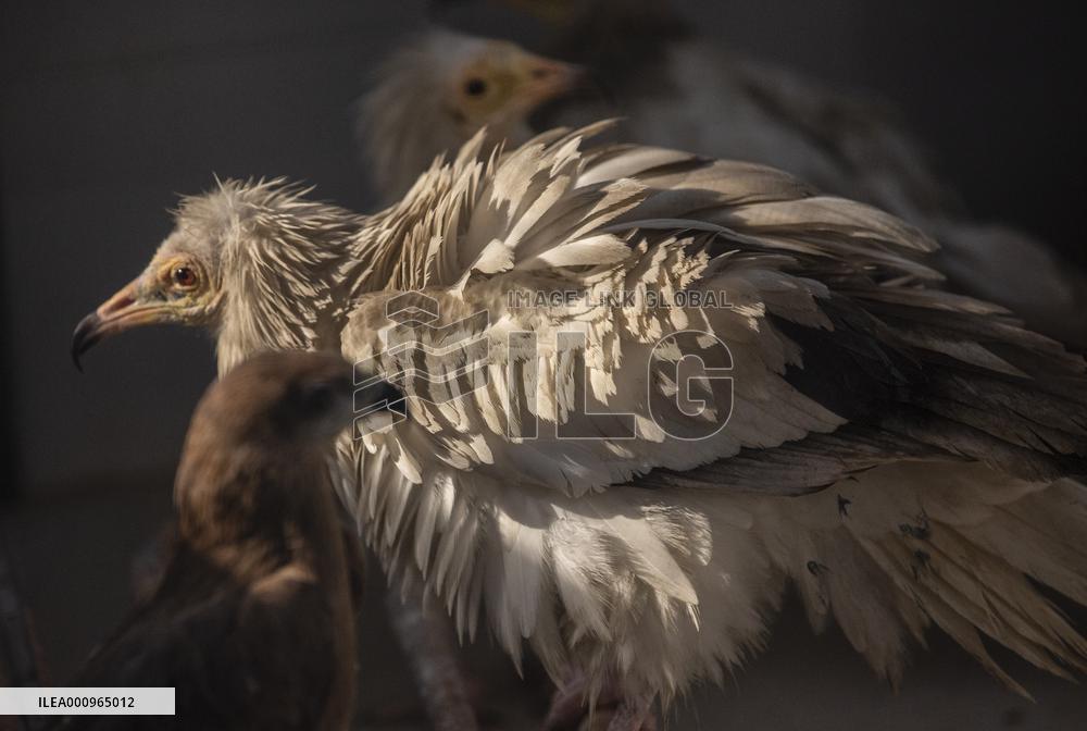 INDIA-NEW DELHI-BIRD RESCUERS