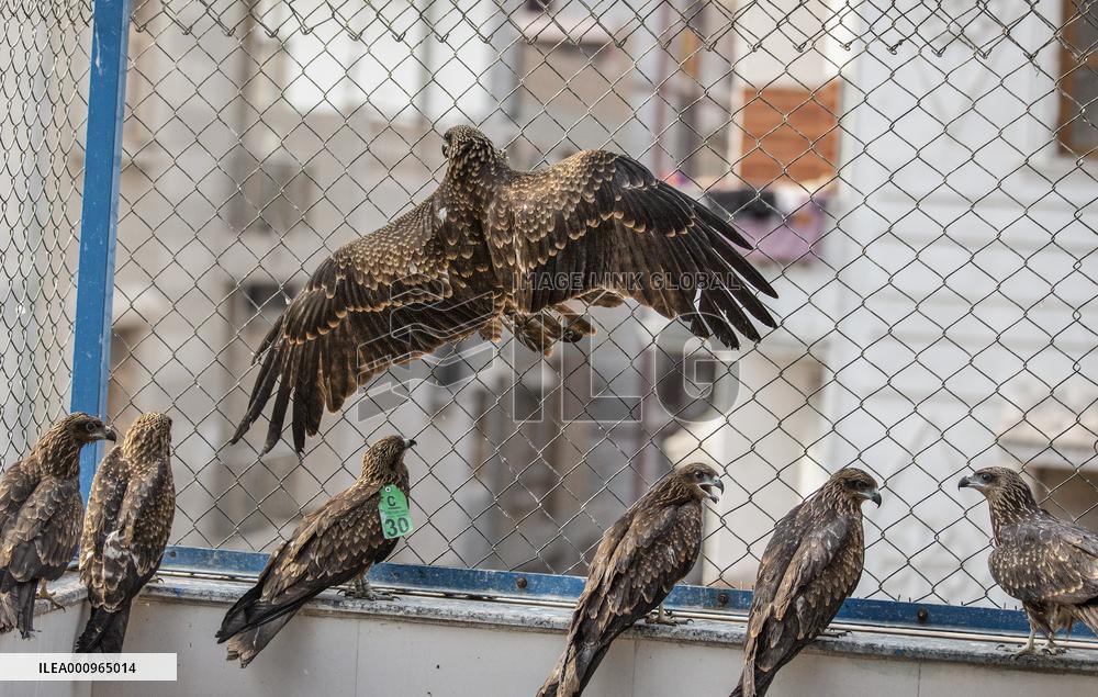 INDIA-NEW DELHI-BIRD RESCUERS