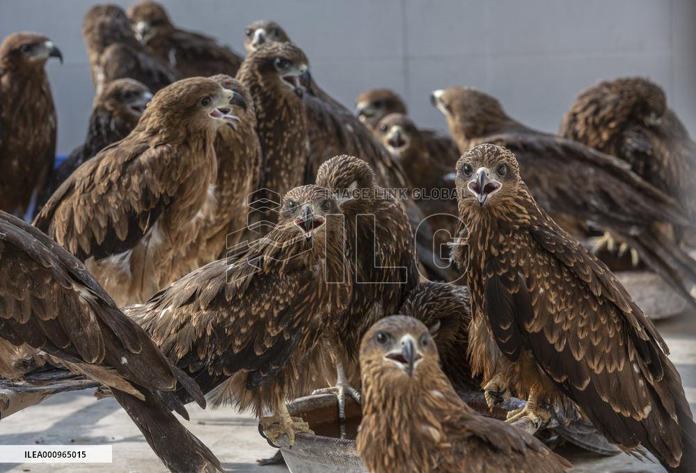 INDIA-NEW DELHI-BIRD RESCUERS