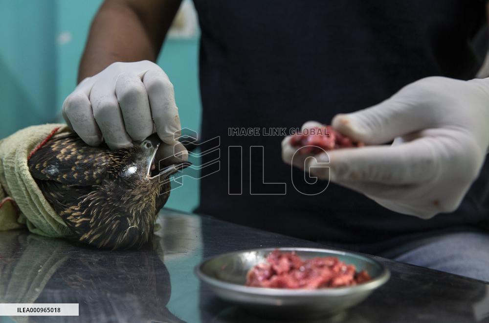 INDIA-NEW DELHI-BIRD RESCUERS