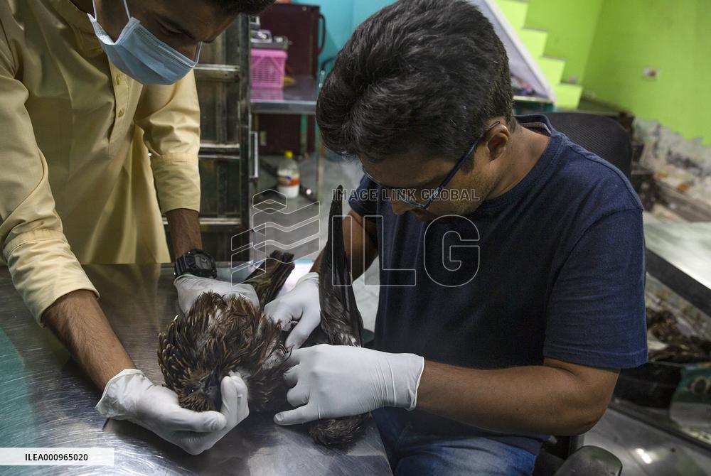 INDIA-NEW DELHI-BIRD RESCUERS