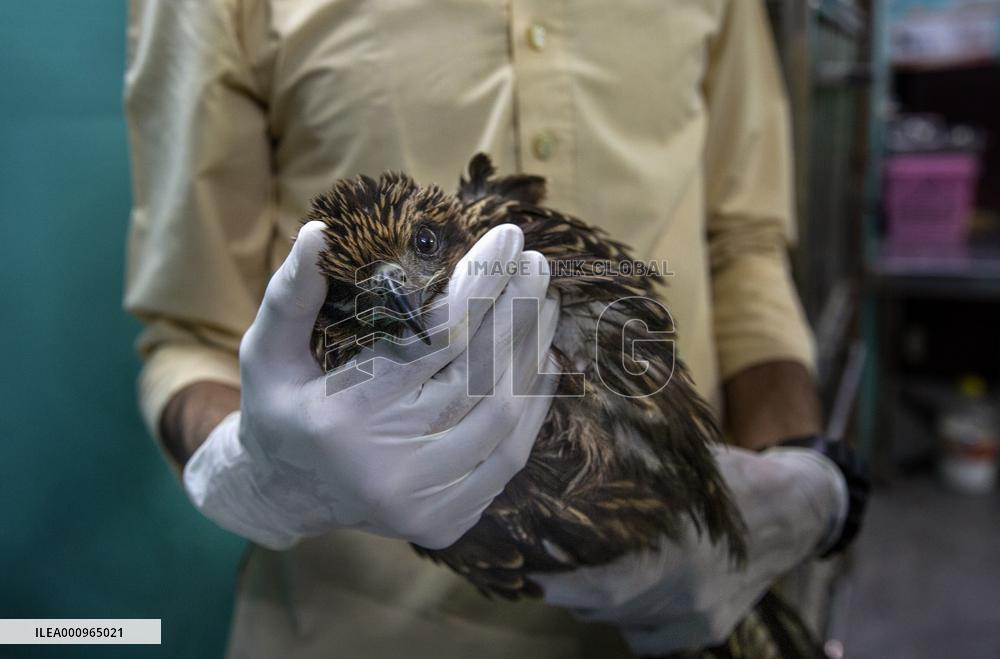 INDIA-NEW DELHI-BIRD RESCUERS