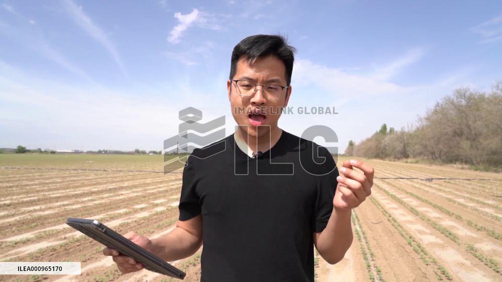 Vlog: How does drip irrigation technology work in Xinjiang, China?