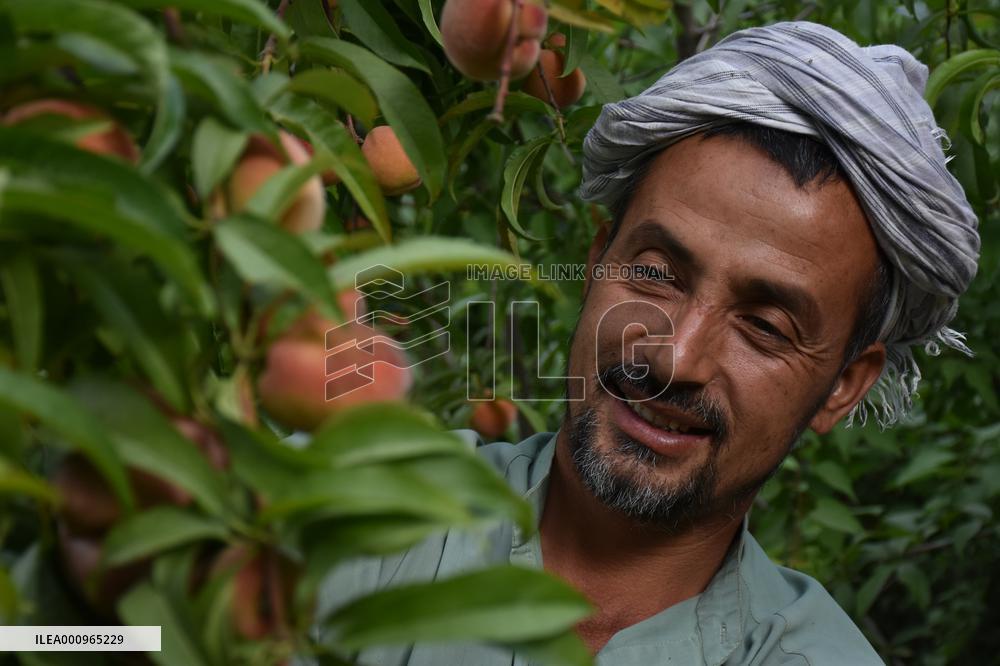 AFGHANISTAN-BALKH-PEACH-HARVEST