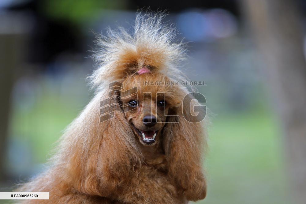 ROMANIA-BUCHAREST-CANINE BEAUTY CONTEST