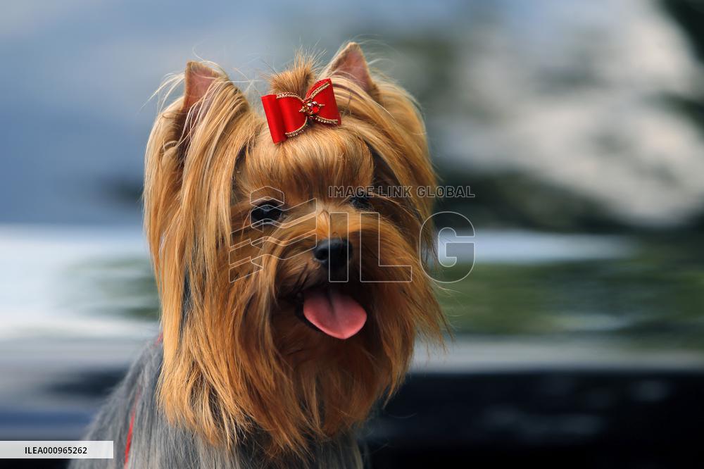 ROMANIA-BUCHAREST-CANINE BEAUTY CONTEST