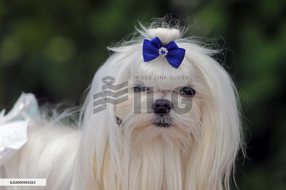 ROMANIA-BUCHAREST-CANINE BEAUTY CONTEST