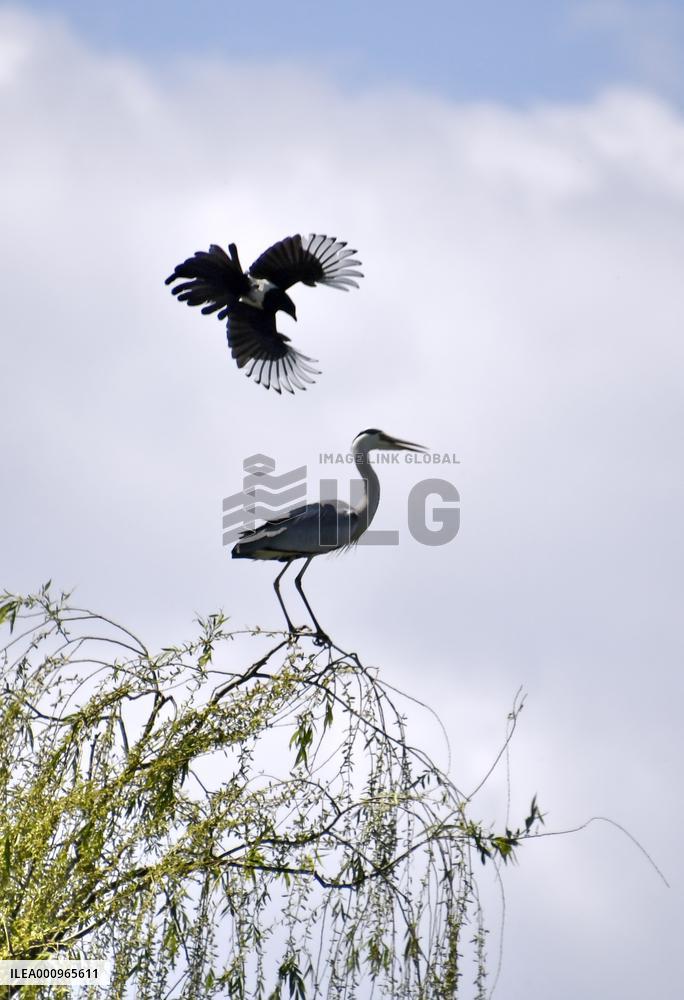 CHINA-BEIJING-YUANMINGYUAN PARK-BIRDS (CN)