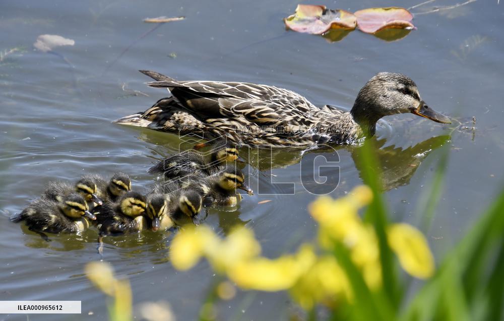 CHINA-BEIJING-YUANMINGYUAN PARK-BIRDS (CN)